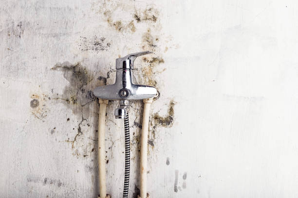 Best Certified Mold Removal  in Durant, IA