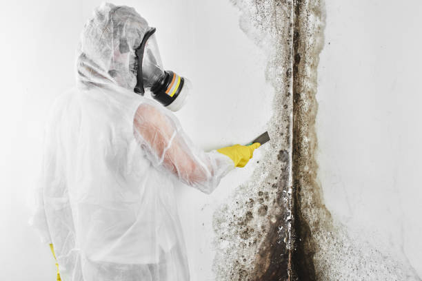 Best Mold Damage Repair  in Durant, IA