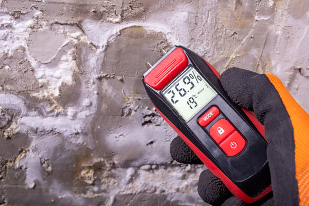 Best Black Mold Removal  in Durant, IA