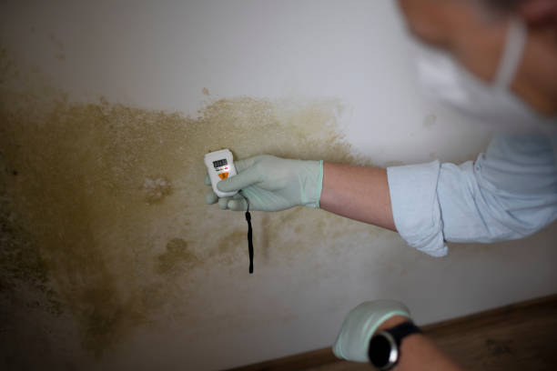 Best Professional Mold Removal  in Durant, IA