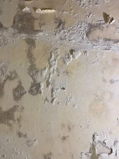 Best Mold Testing  in Durant, IA