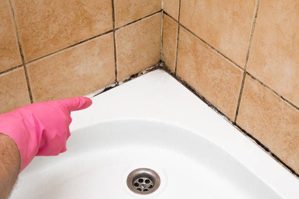 Best Mold Inspection  in Durant, IA